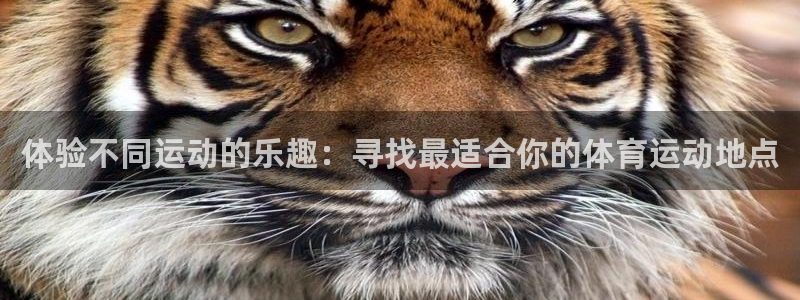 球速体育：体验不同运动的乐趣：寻找最适合你的体育运动地点