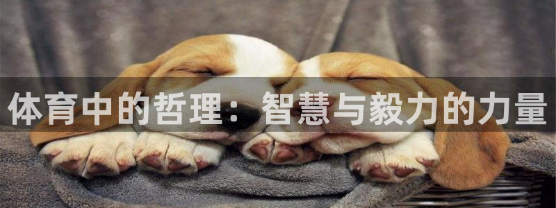 球速体育：体育中的哲理：智慧与毅力的力量
